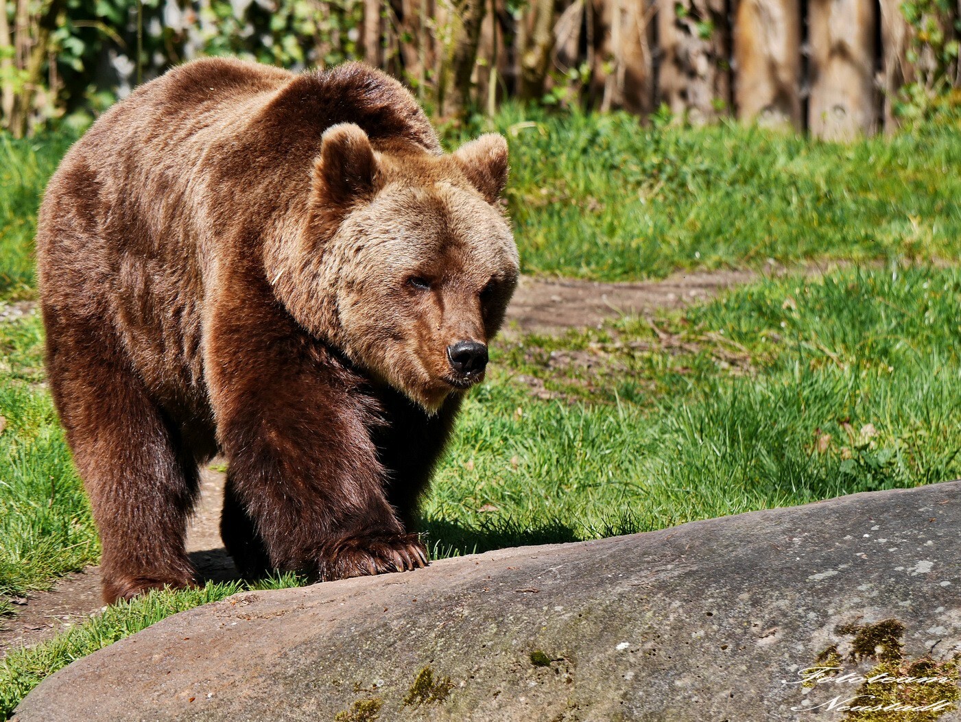 Braunbär Hellabrunn