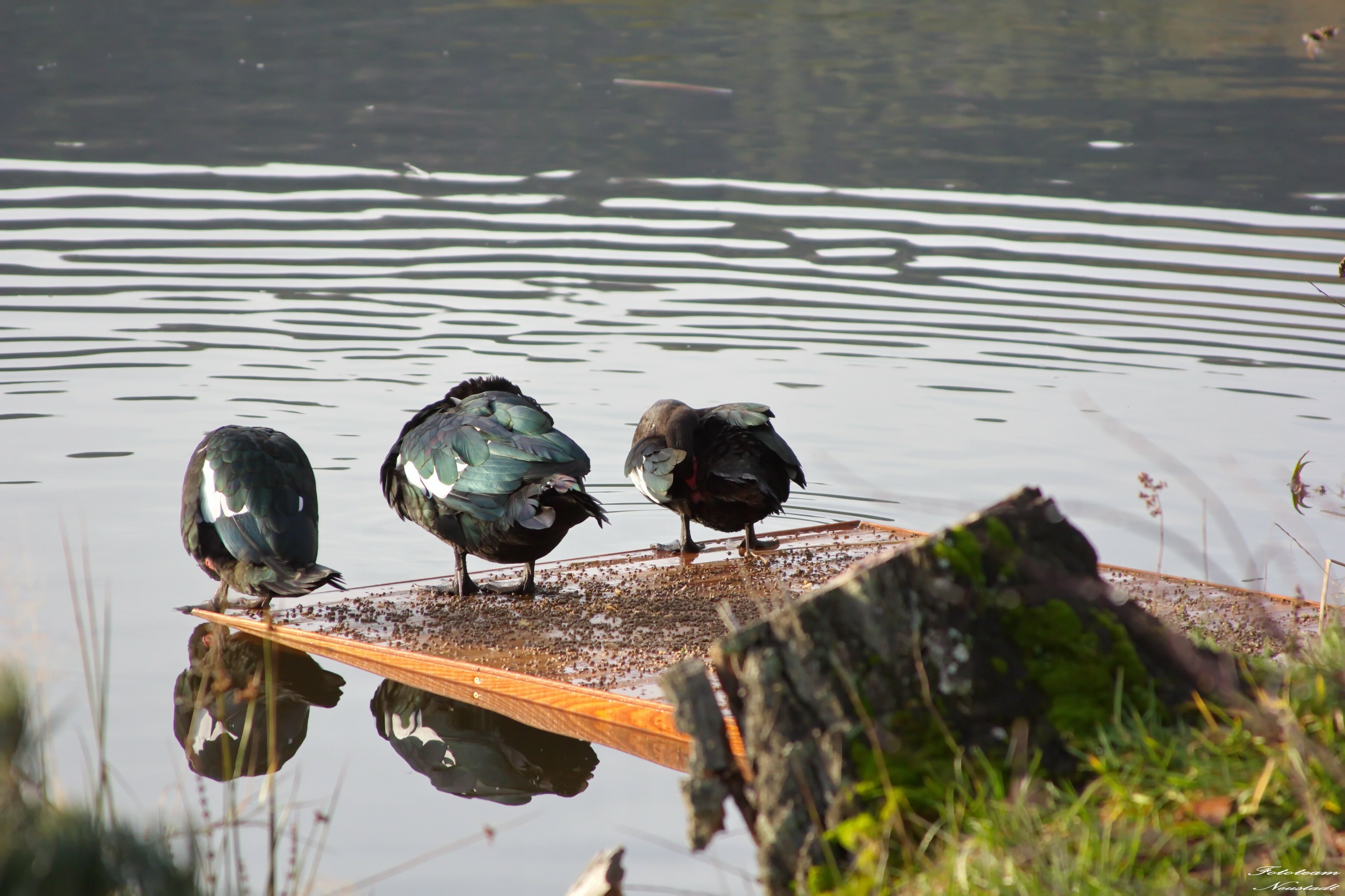 Ketschenbach wir warten auf .....