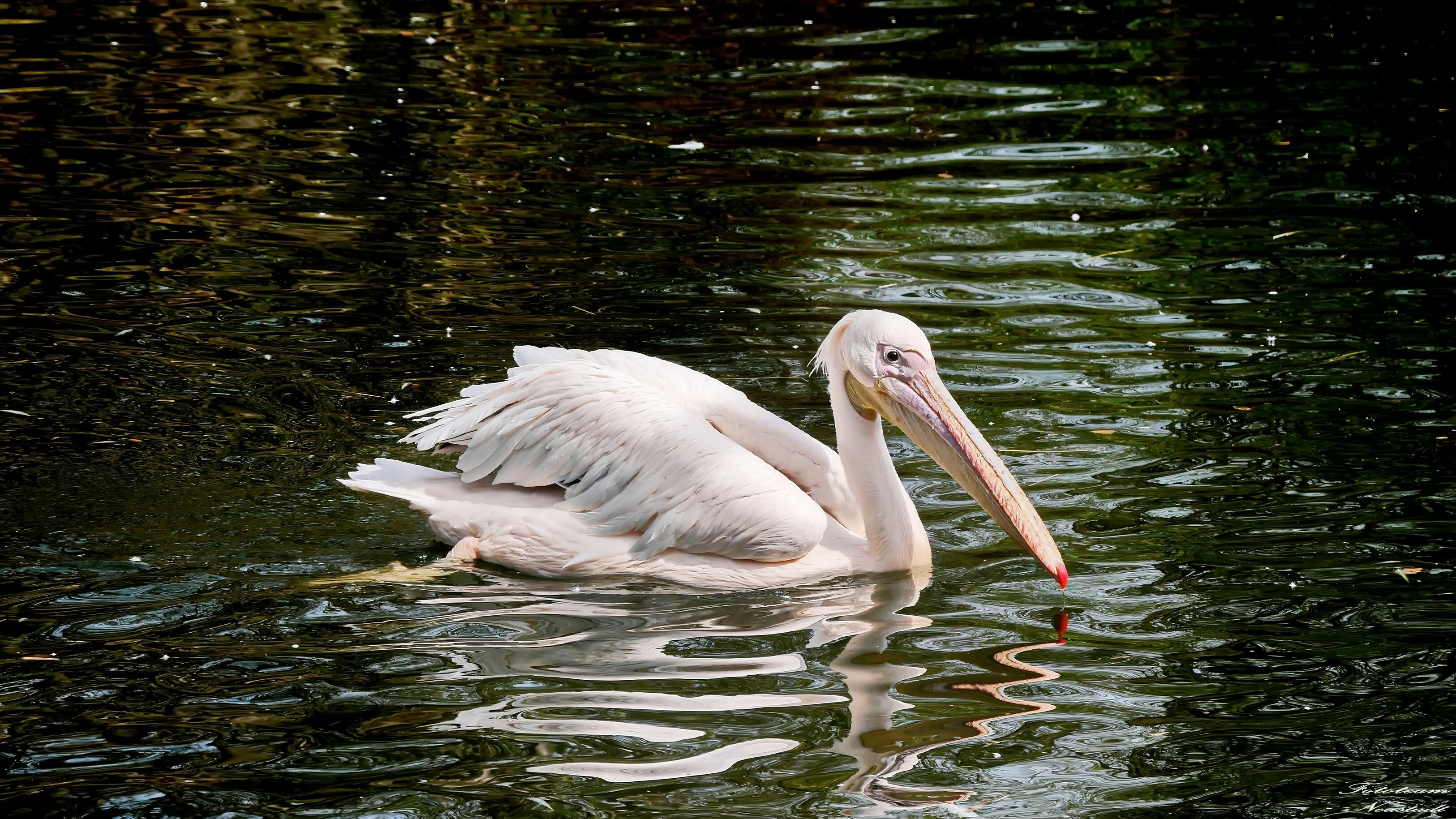Tierpark Hellabrunn Pelikan