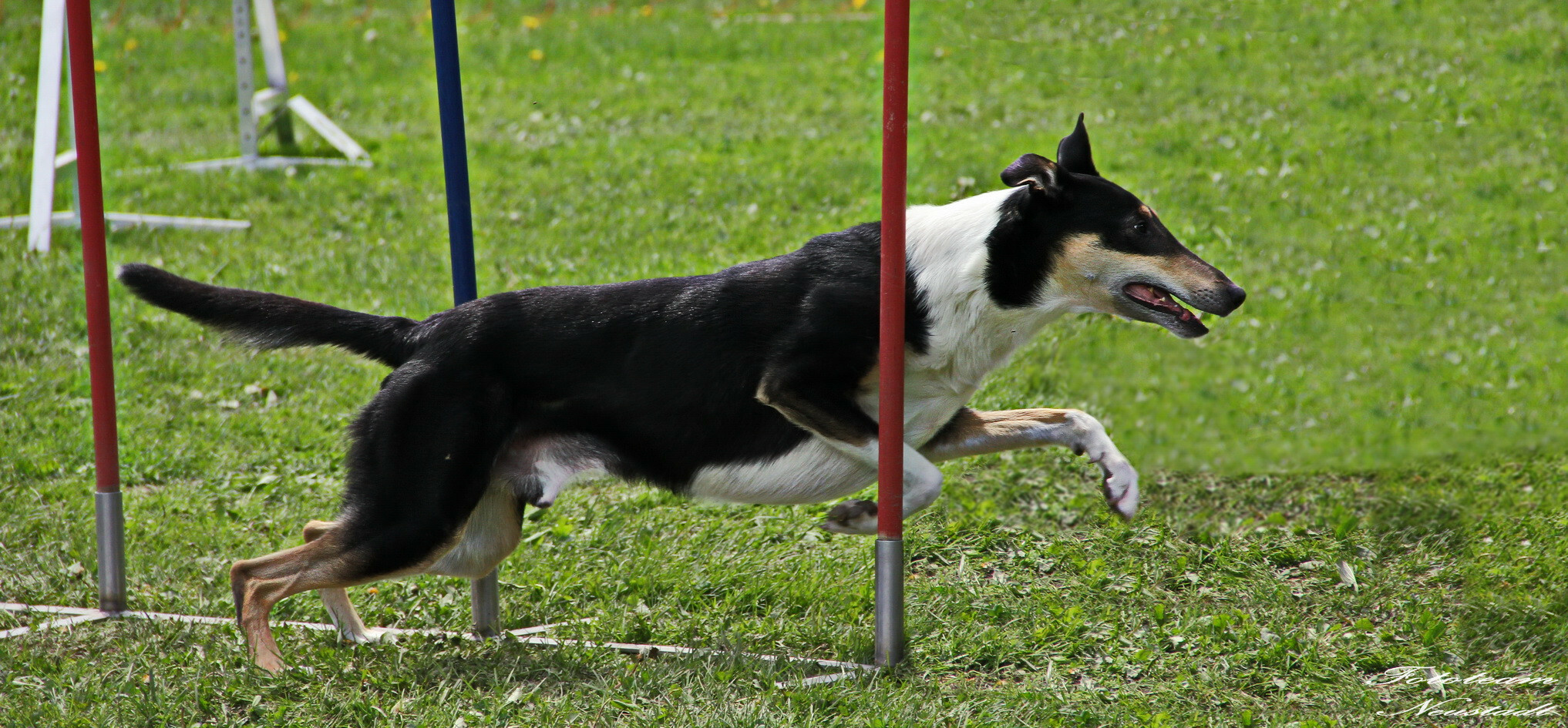 Agility Ketschenbach