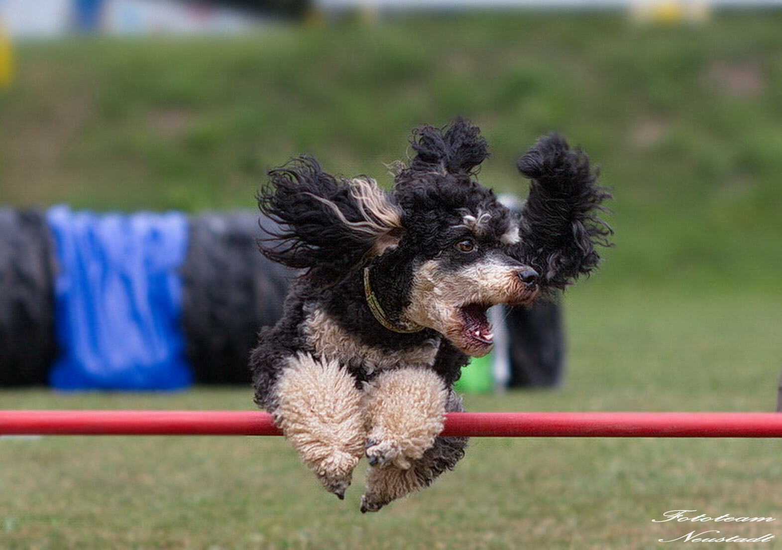 Agility Ketschenbach