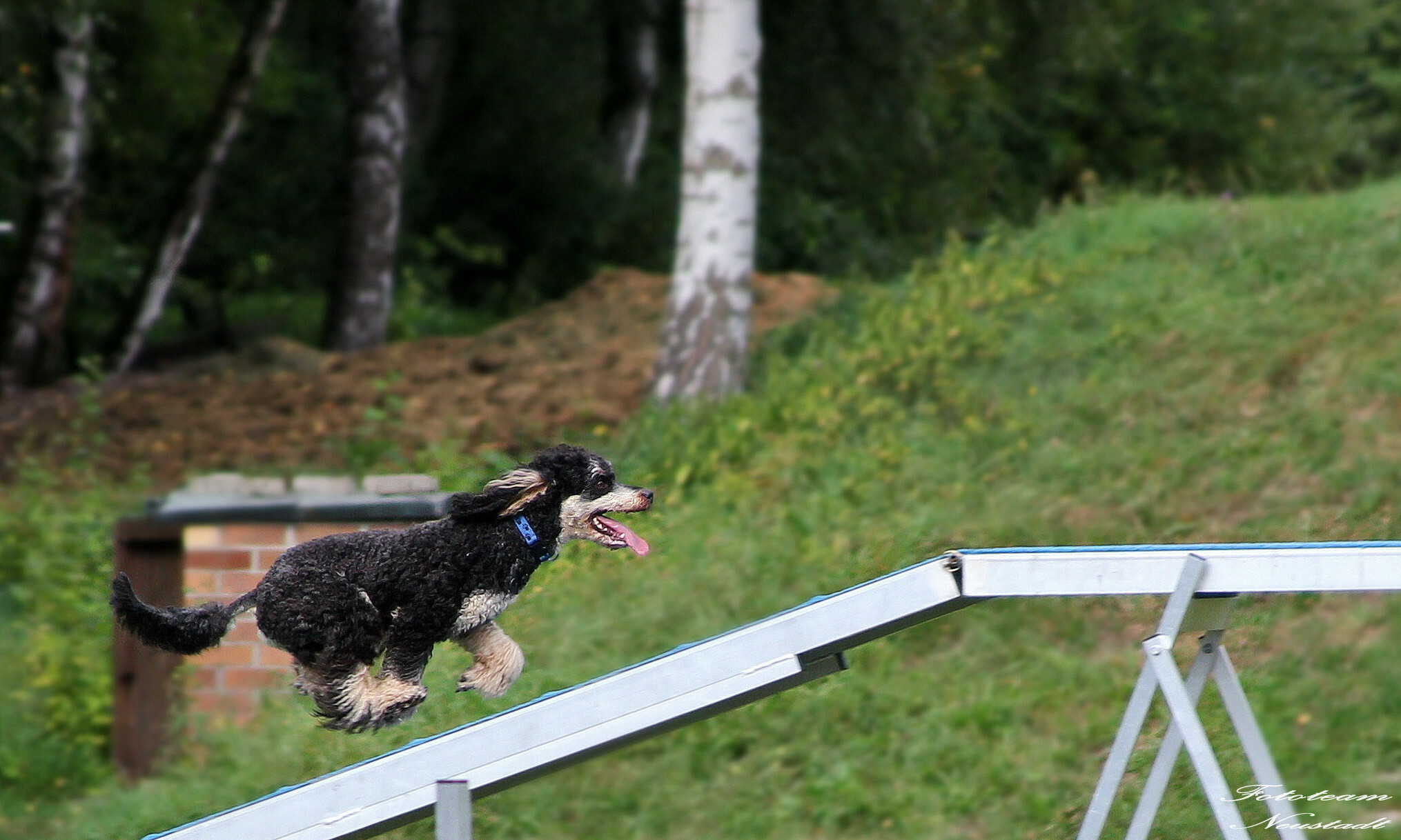 Agility Ketschenbach