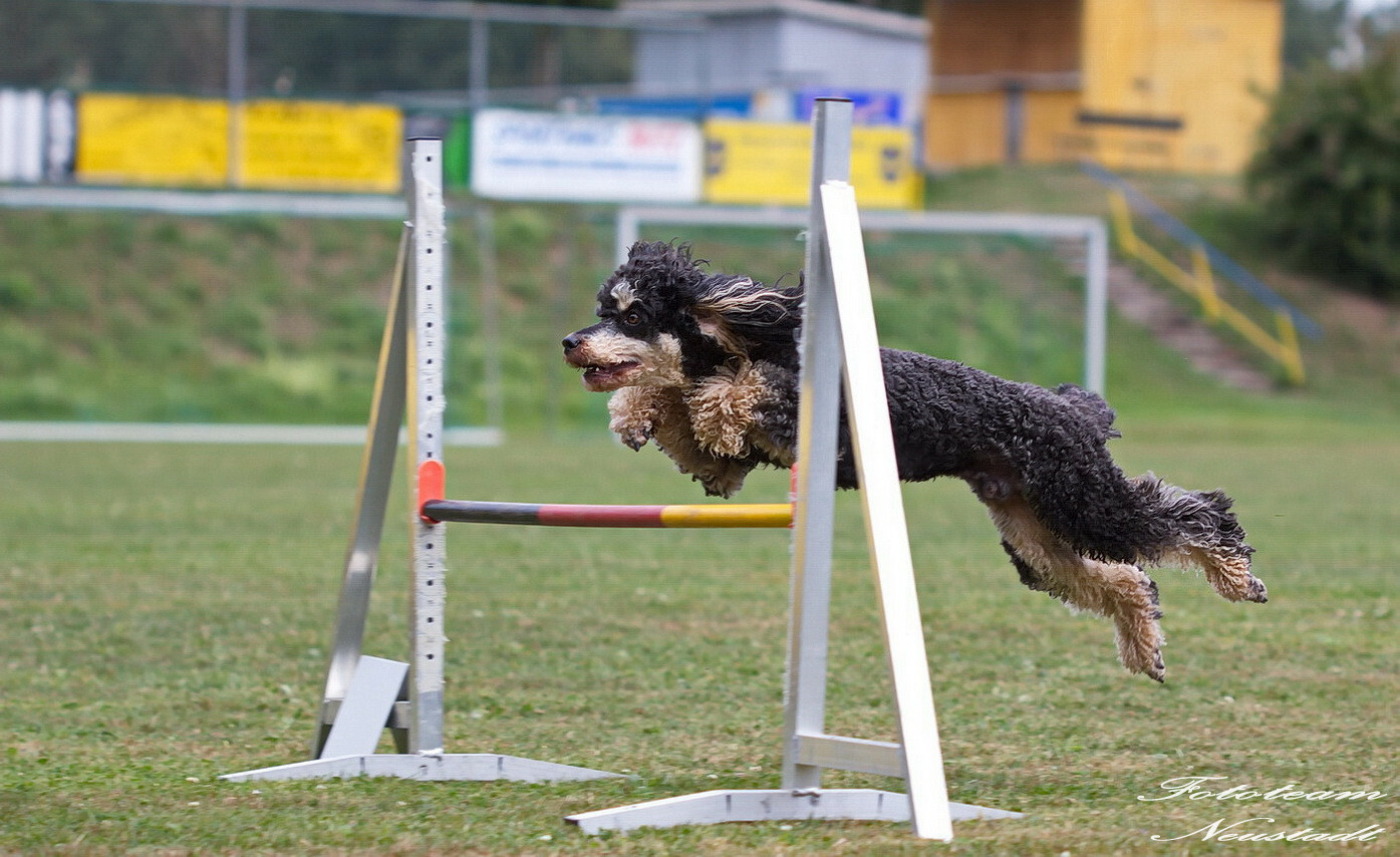Agility Ketschenbach