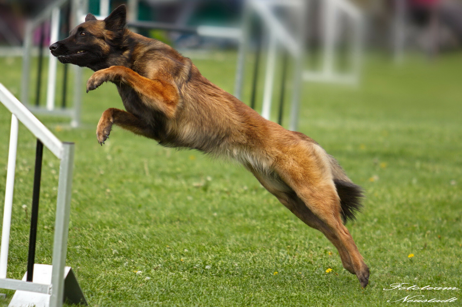 Agility Ketschenbach