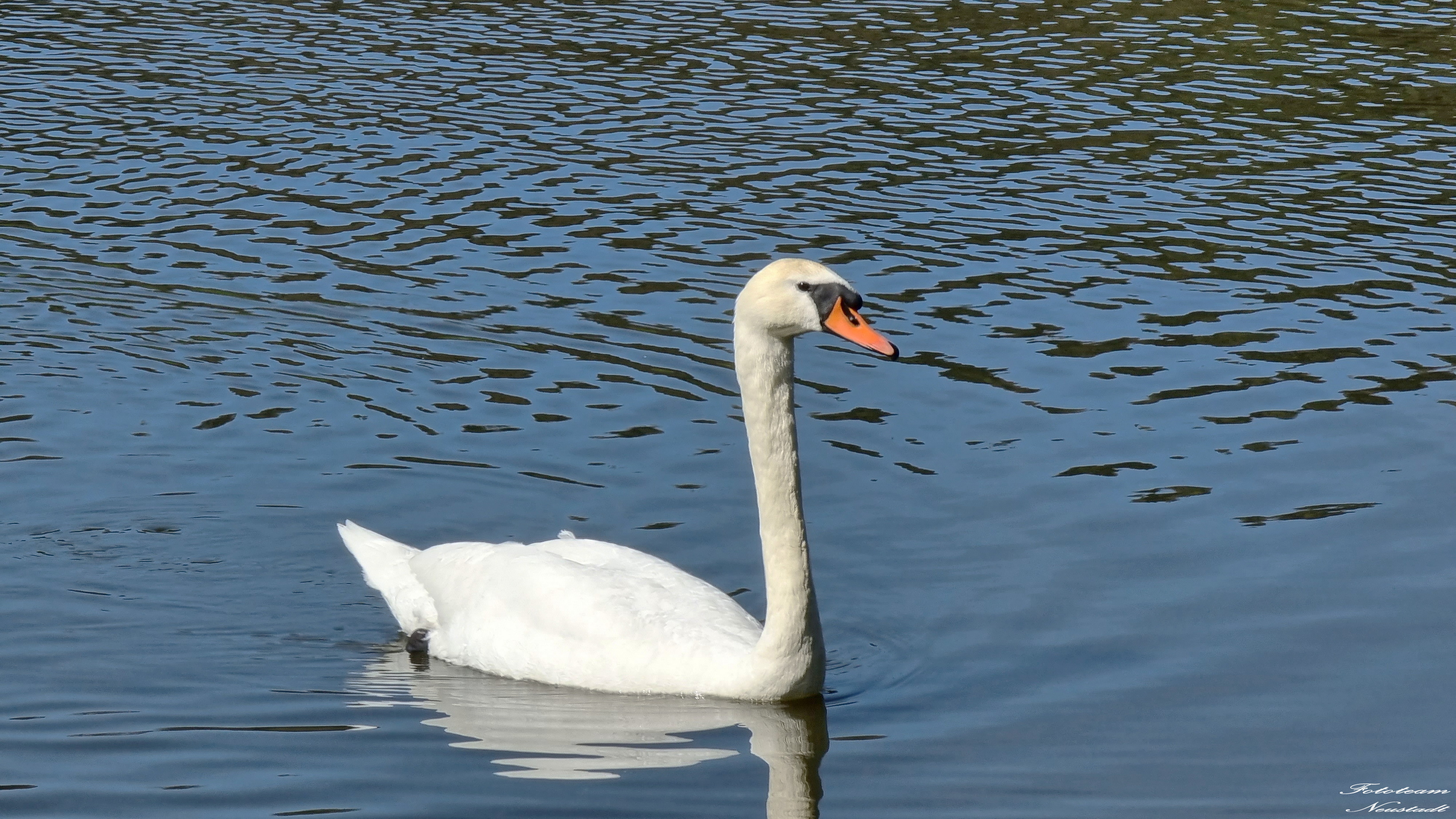 Ketschenbach Schwan auf dem Schafteich