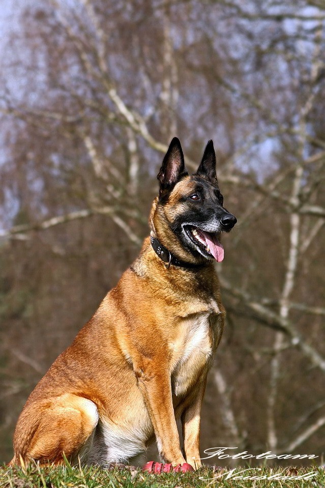 Lady Malinoi