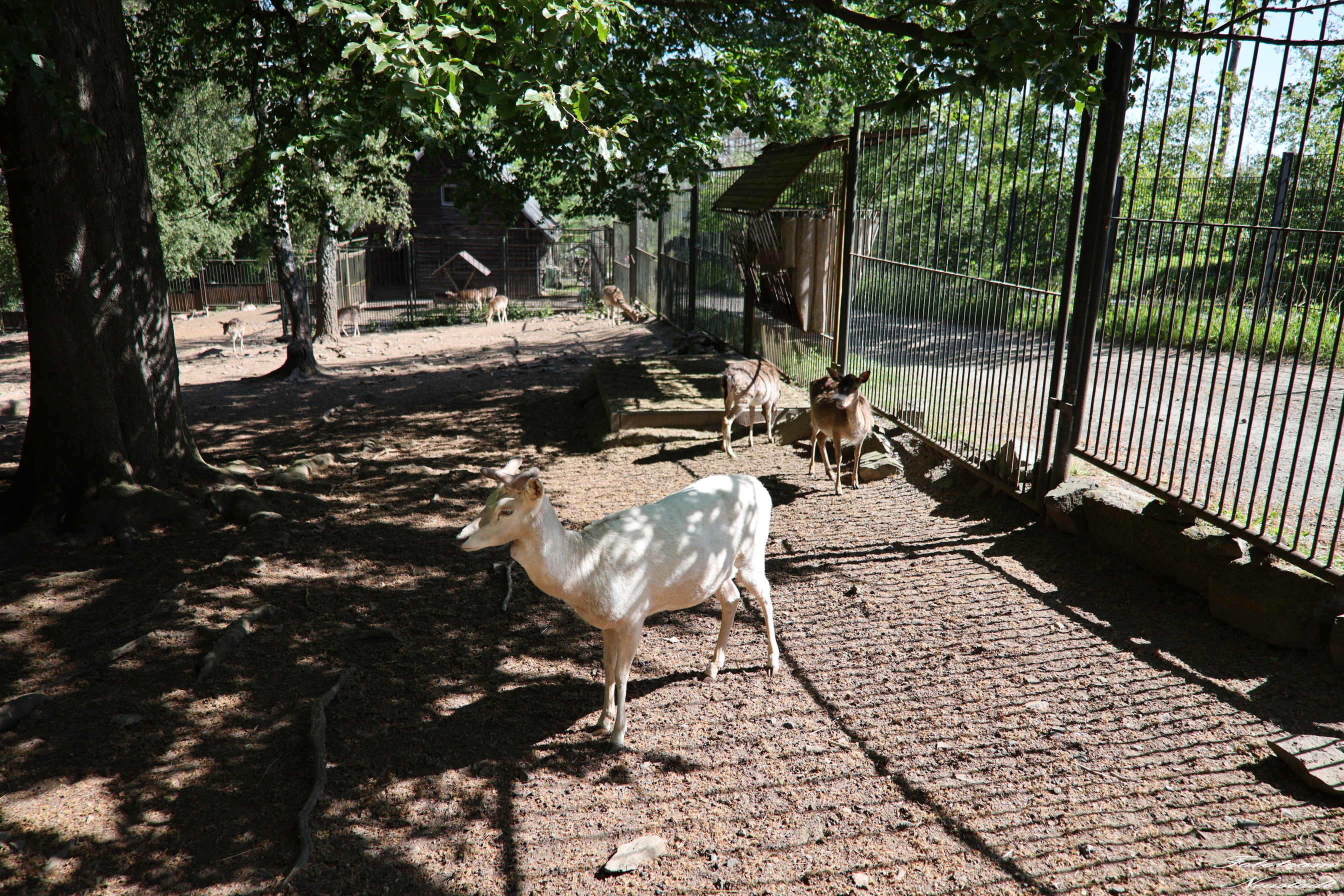 Tiergarten Sonneberg /OT Neufang