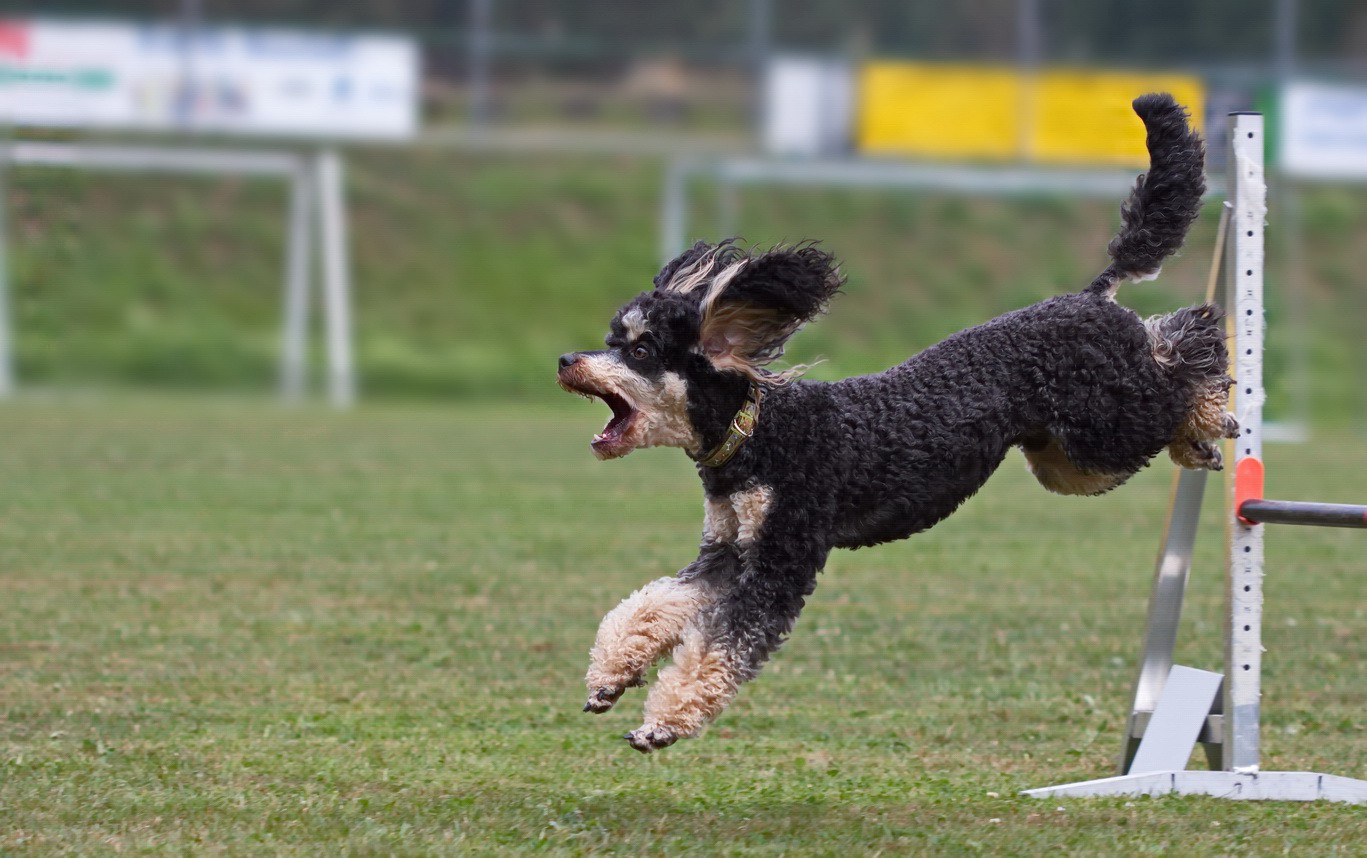Agility Ketschenbach