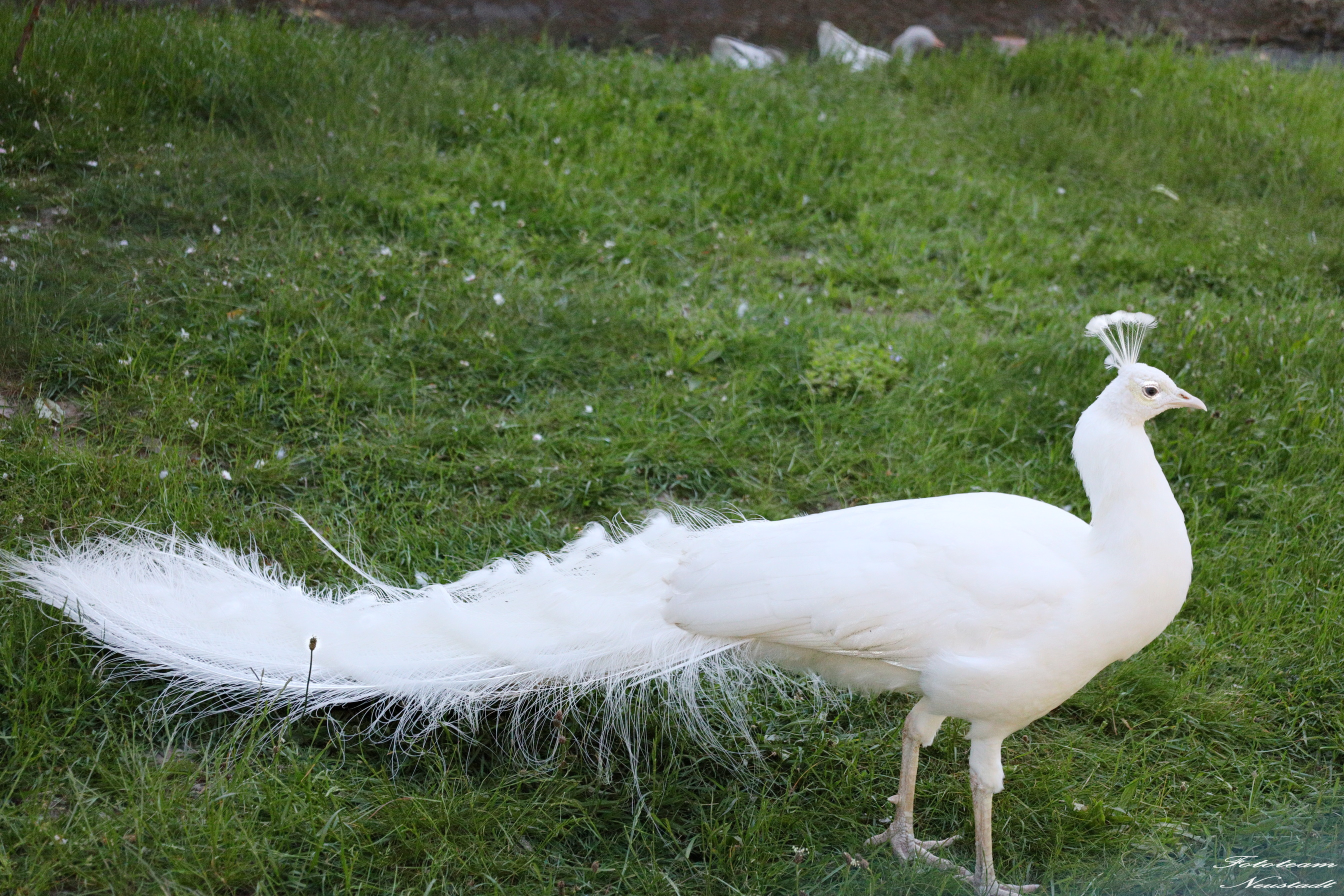 Tiergarten Sonneberg /OT Neufang