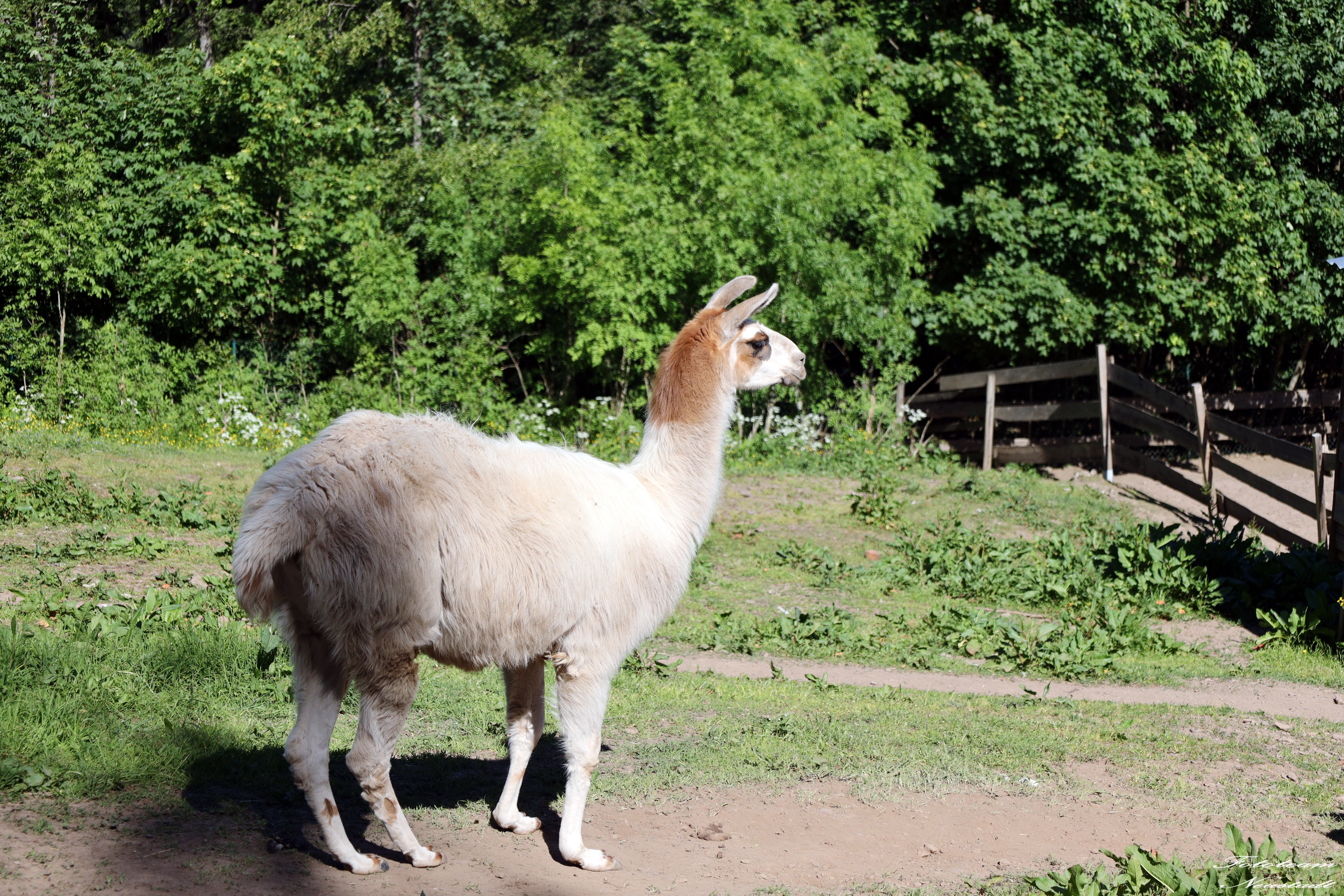 Tiergarten Sonneberg Alpaka