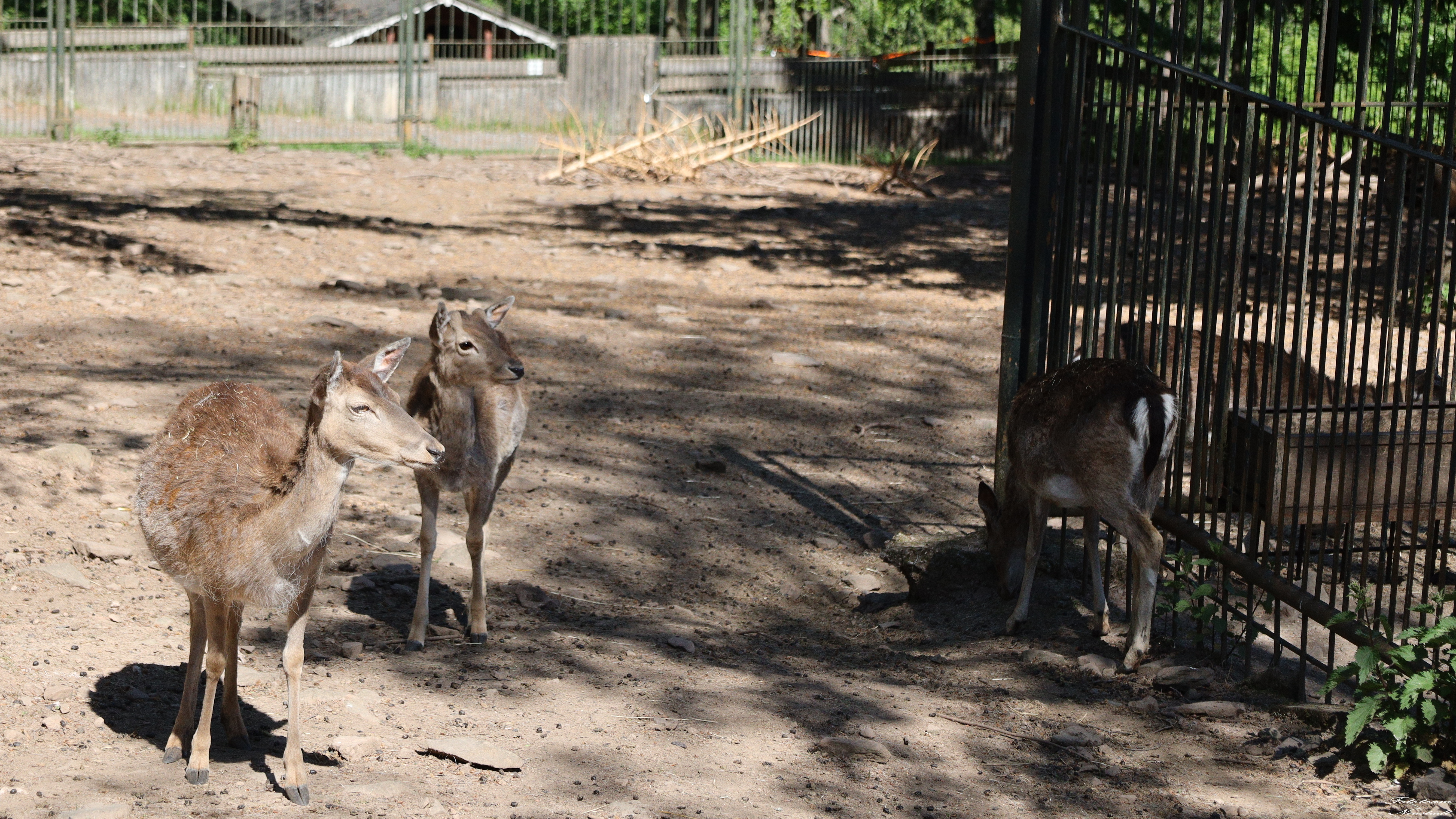 Tiergarten Sonneberg /OT Neufang