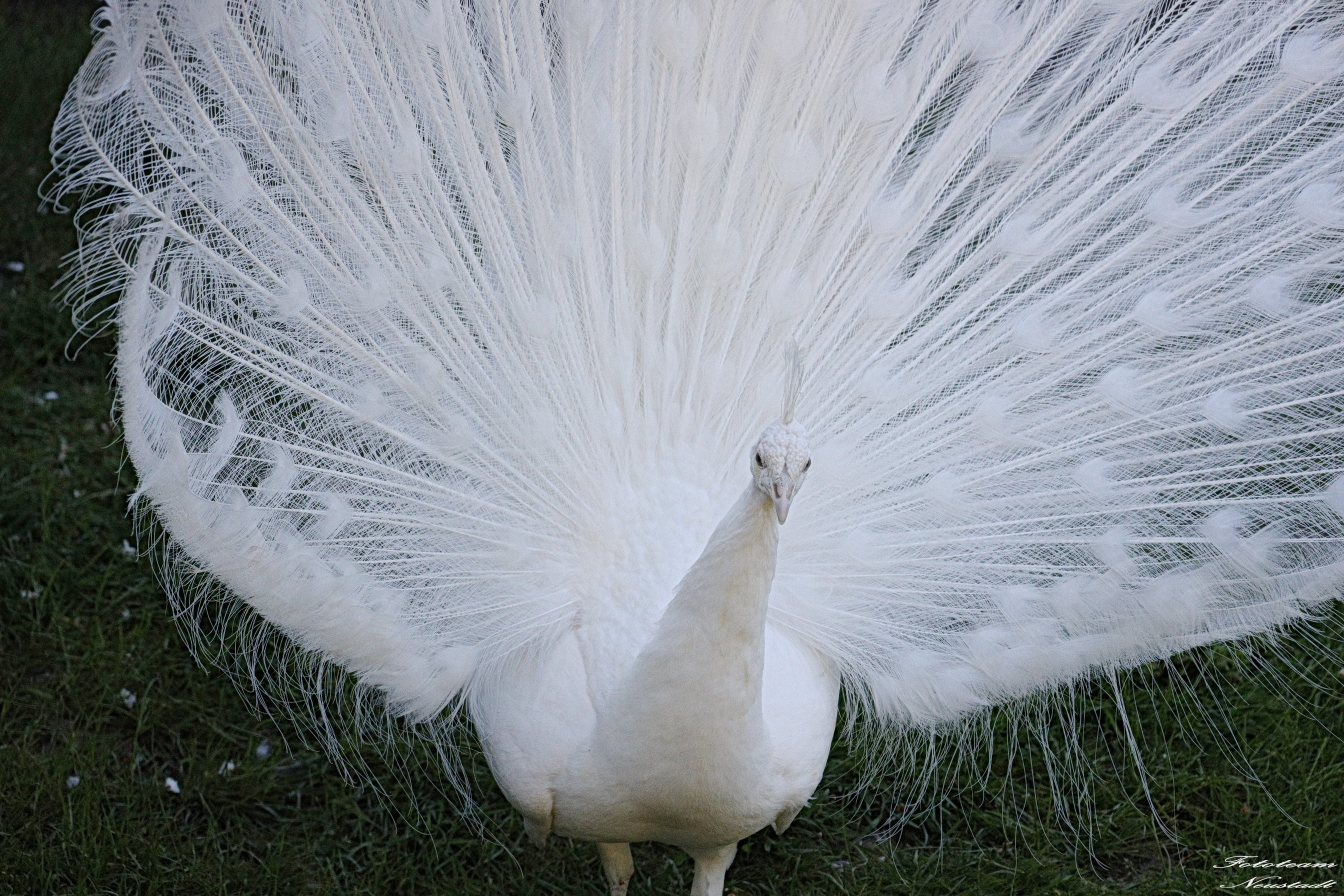 Tiergarten Sonneberg /OT Neufang