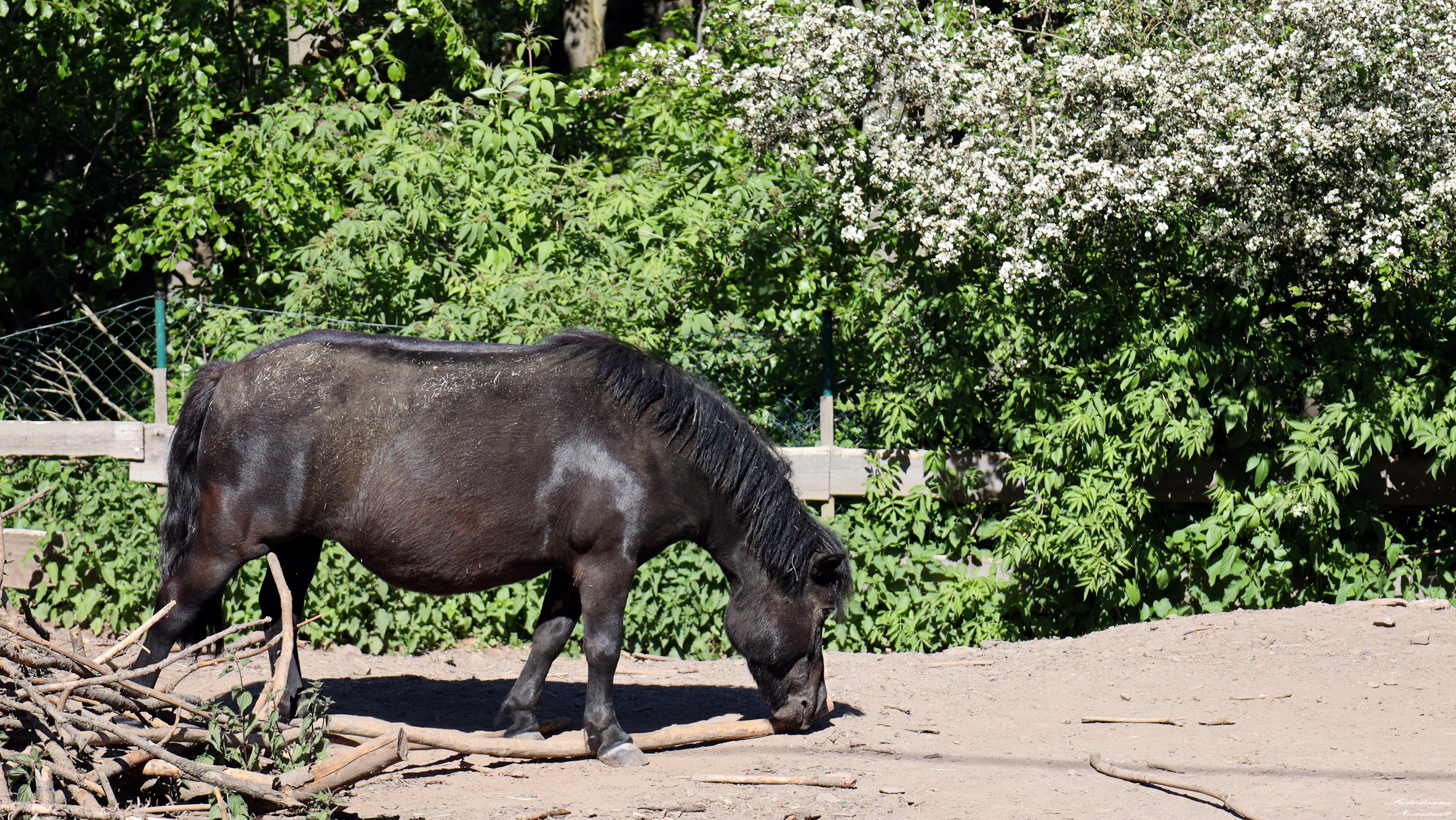 Tiergarten Sonneberg /OT Neufang