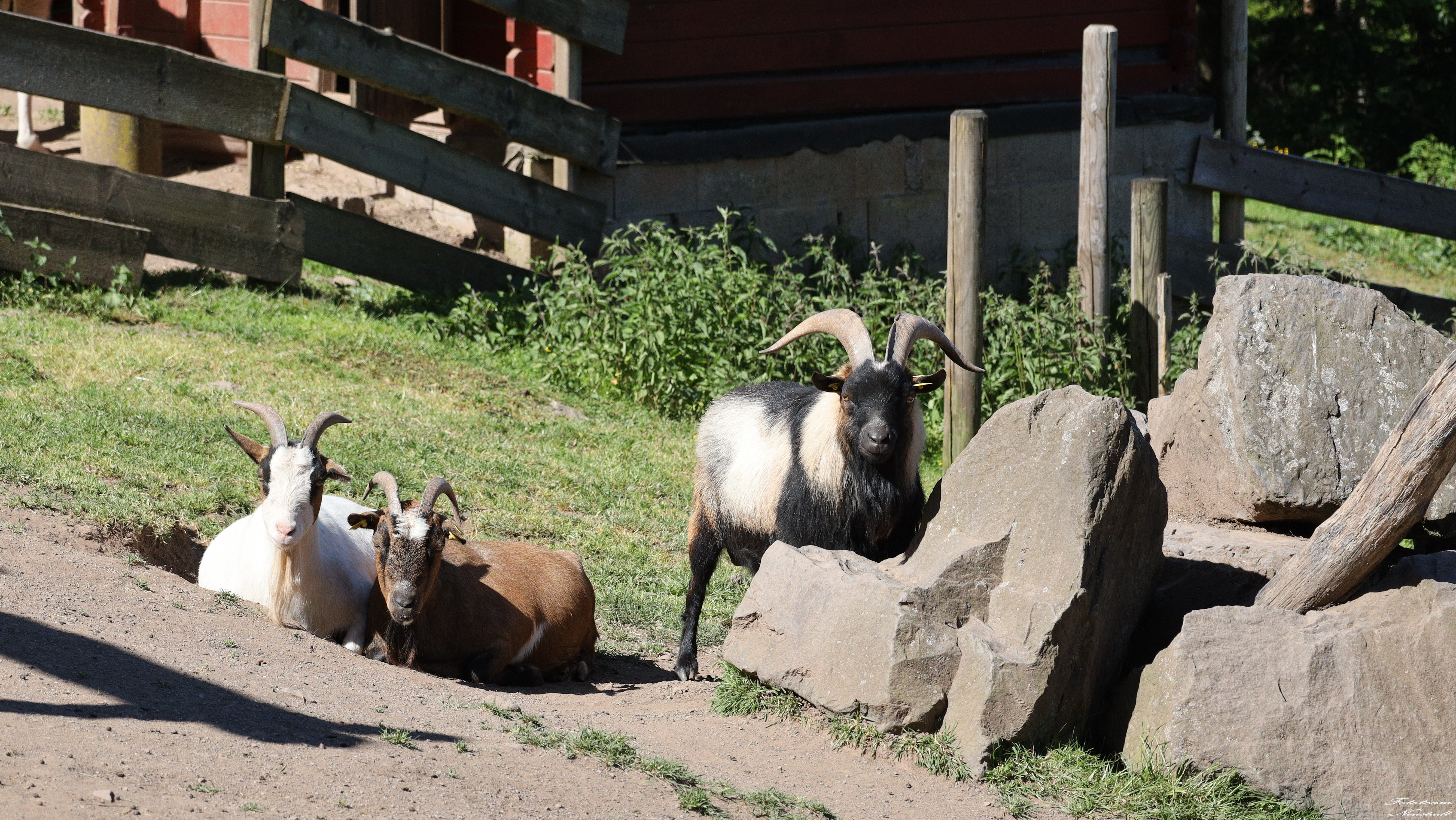 Tiergarten Sonneberg /OT Neufang