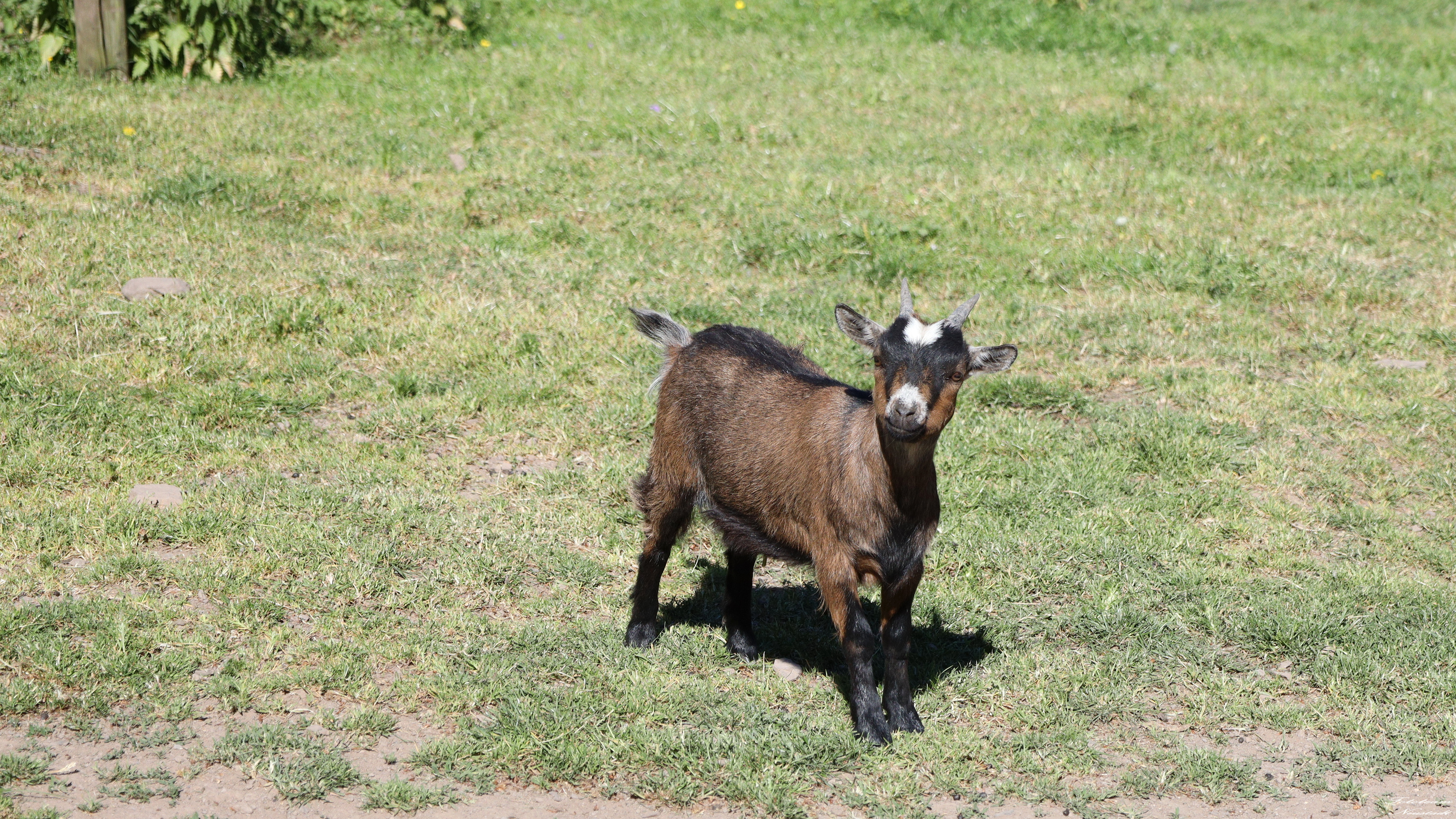 Tiergarten Sonneberg /OT Neufang