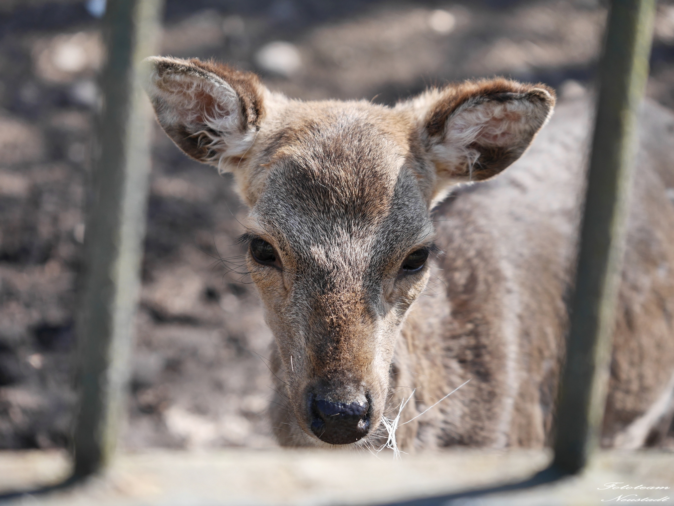 Tiergarten Sonneberg