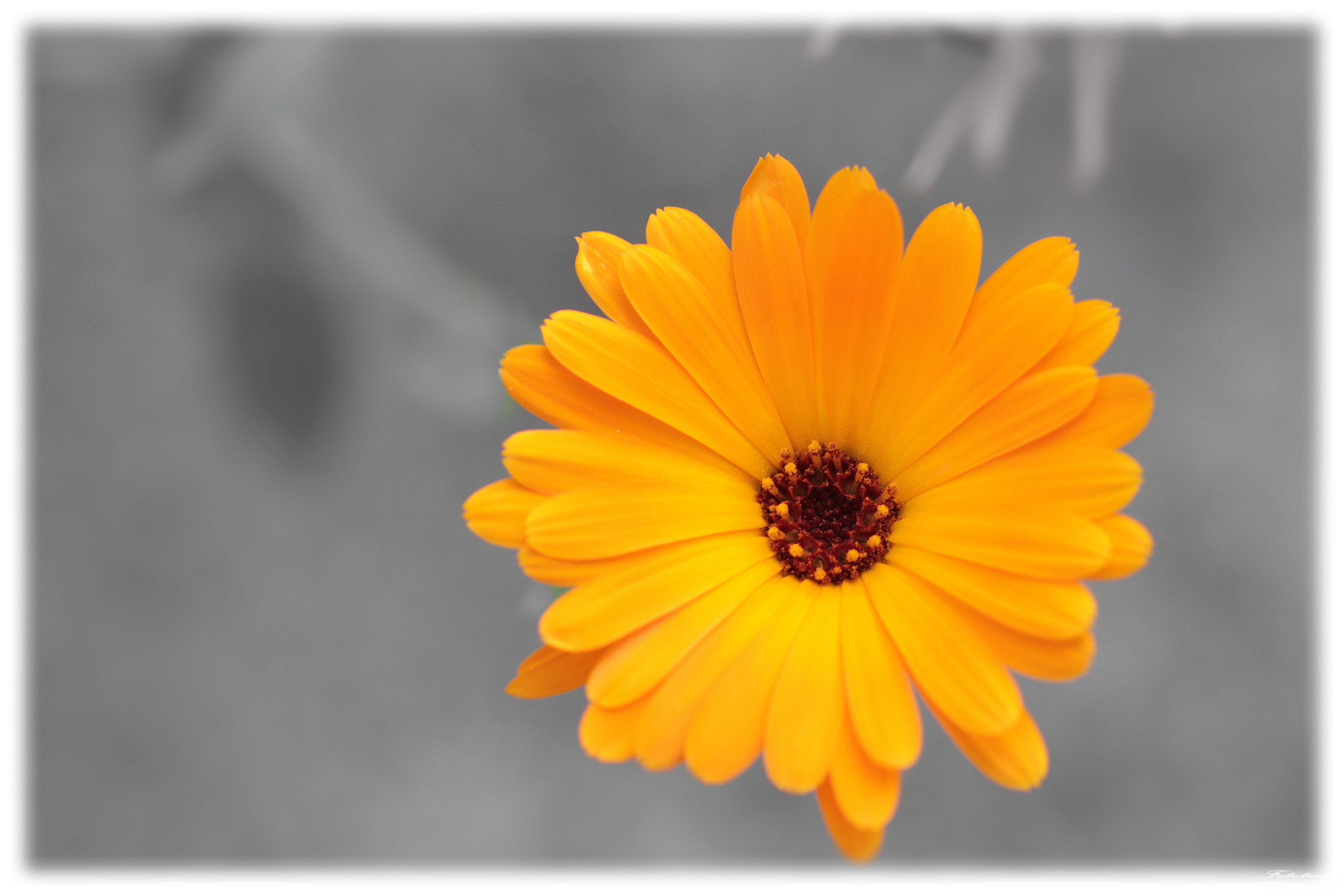 Kapringelblume Colorkey