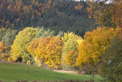 Ketschenbach im Herbstkleid