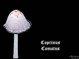 Coprinus Comatus
